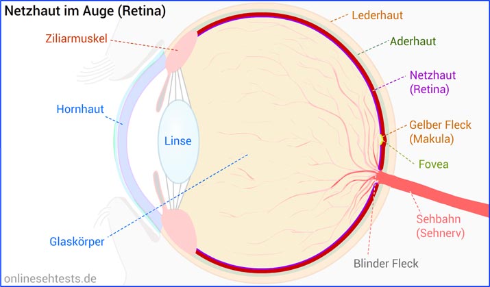 Netzhaut im Auge (Retina)